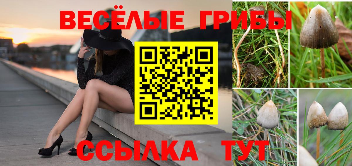 Галлюциногенные грибы мухоморы Мичуринск